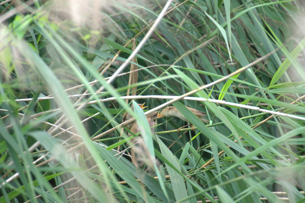 Common Reed Warbler - ML642901425