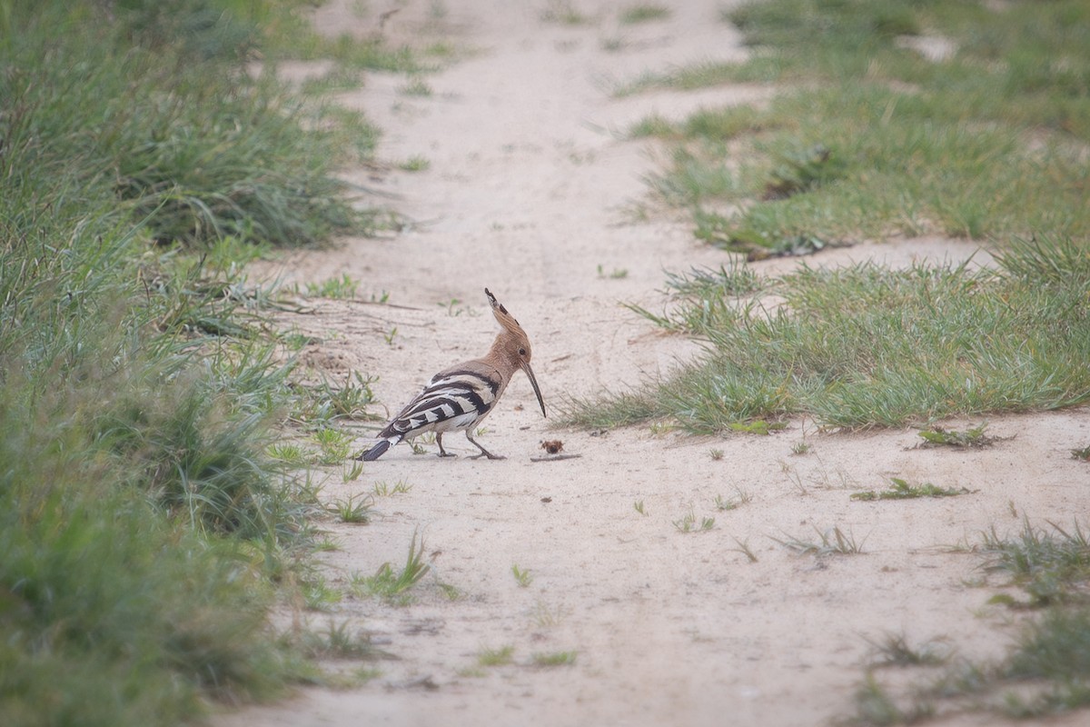 Common Hoopoe - ML642901430