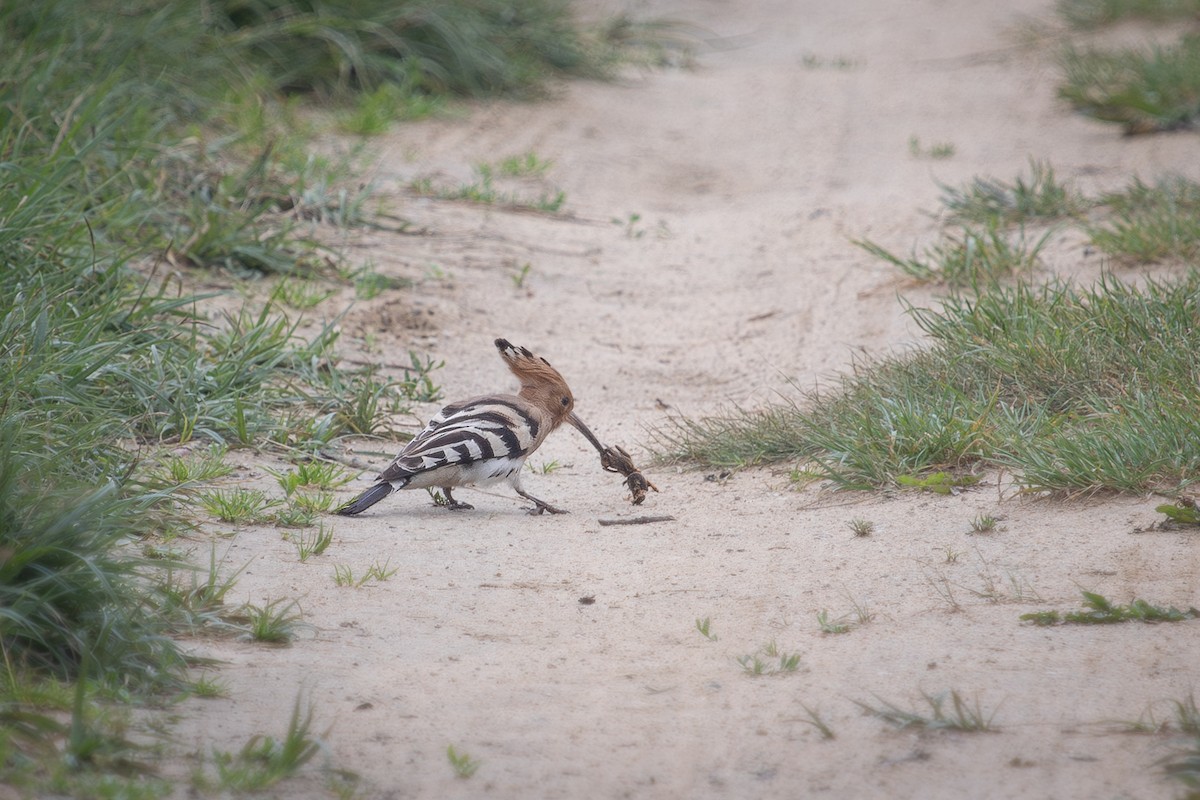 Common Hoopoe - ML642901431