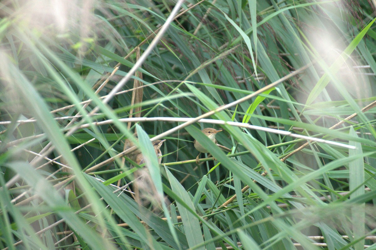 Common Reed Warbler - ML642901437