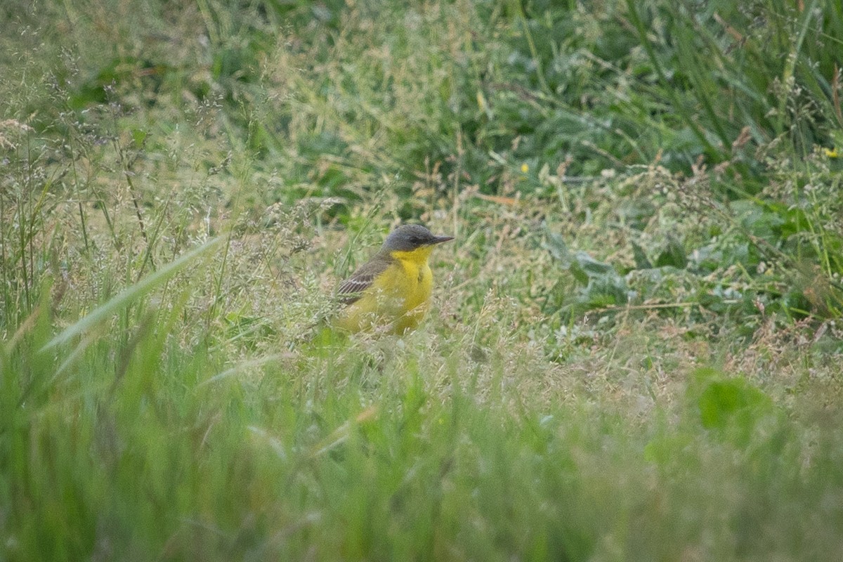 Western Yellow Wagtail (thunbergi) - ML642901439