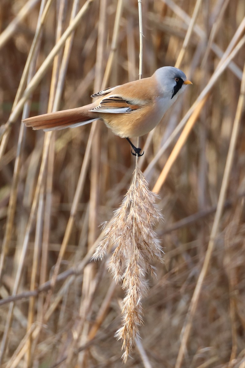 Bearded Reedling - ML642901456