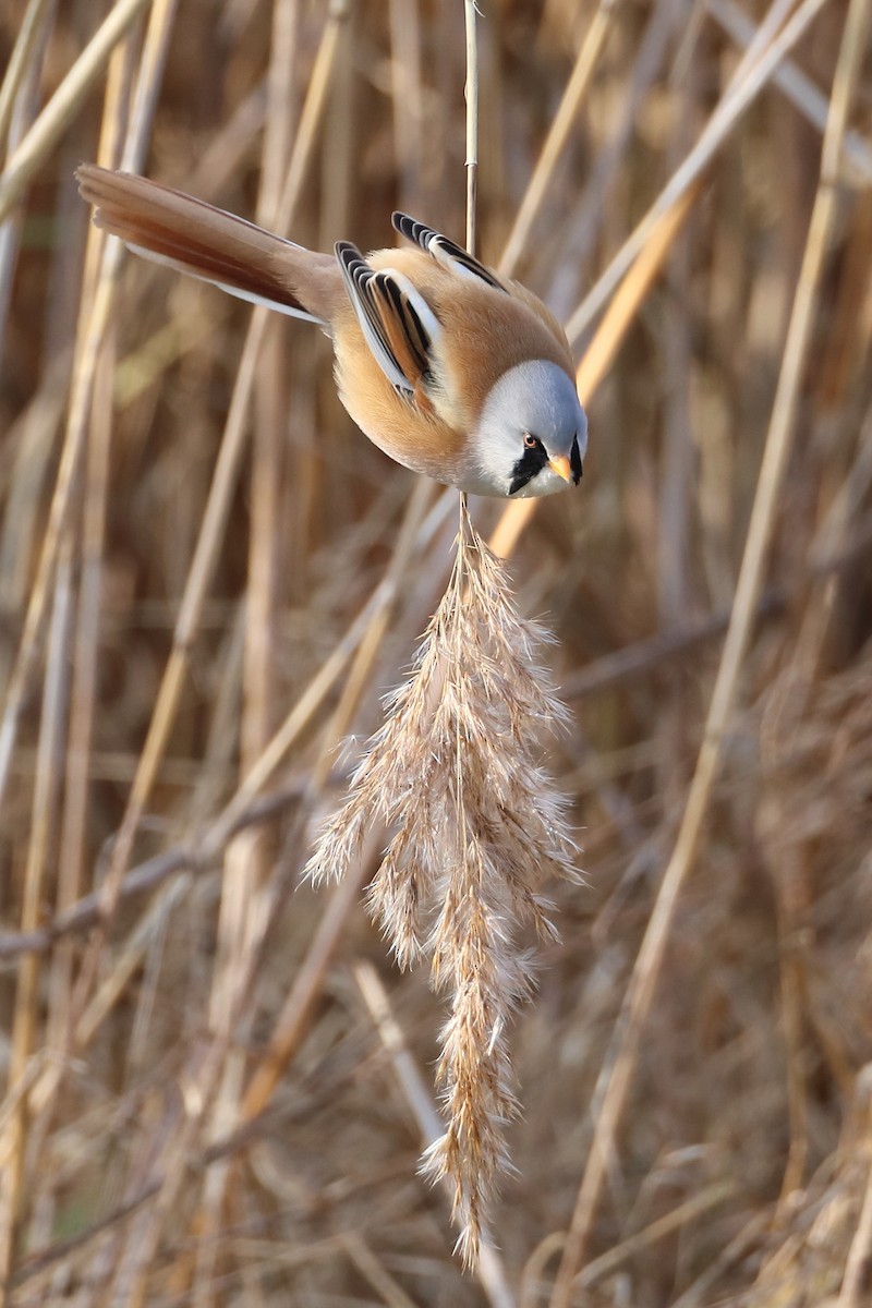 Bearded Reedling - ML642901457