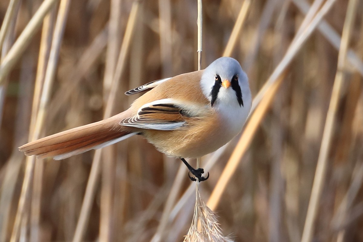Bearded Reedling - ML642901458