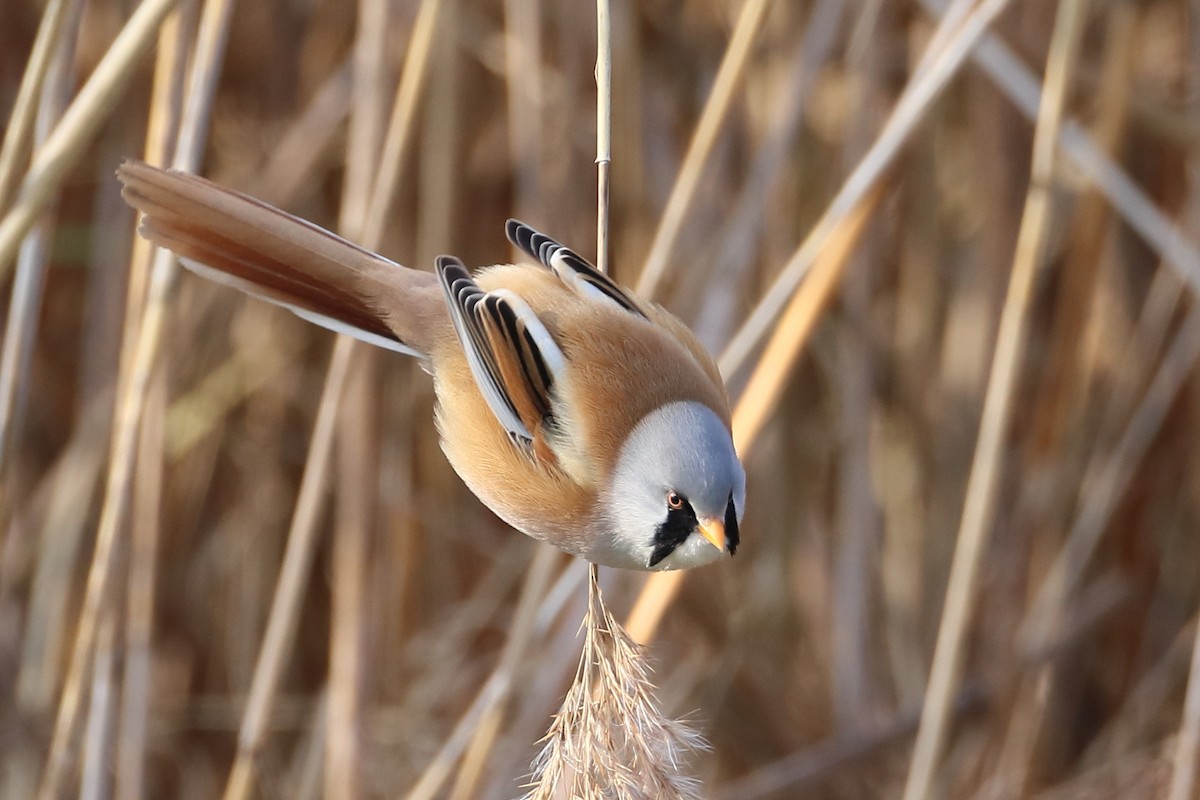 Bearded Reedling - ML642901459