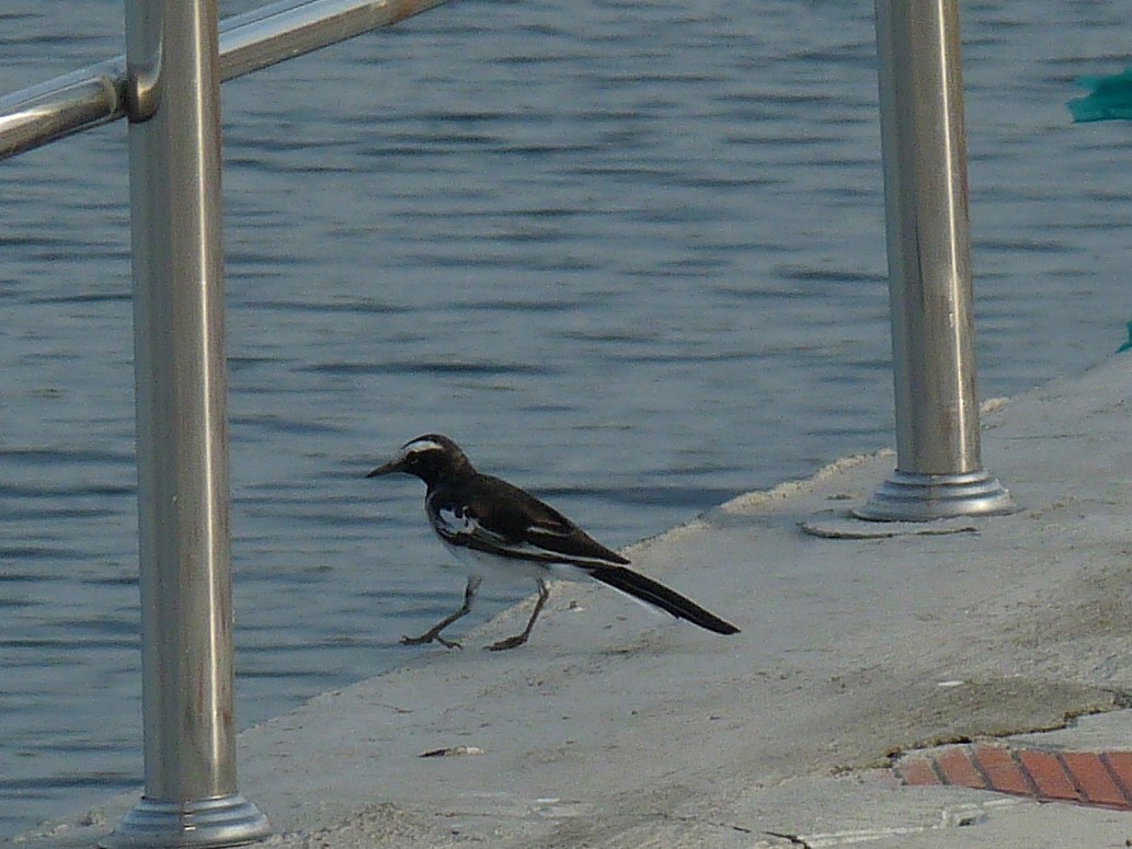 White-browed Wagtail - ML642901461