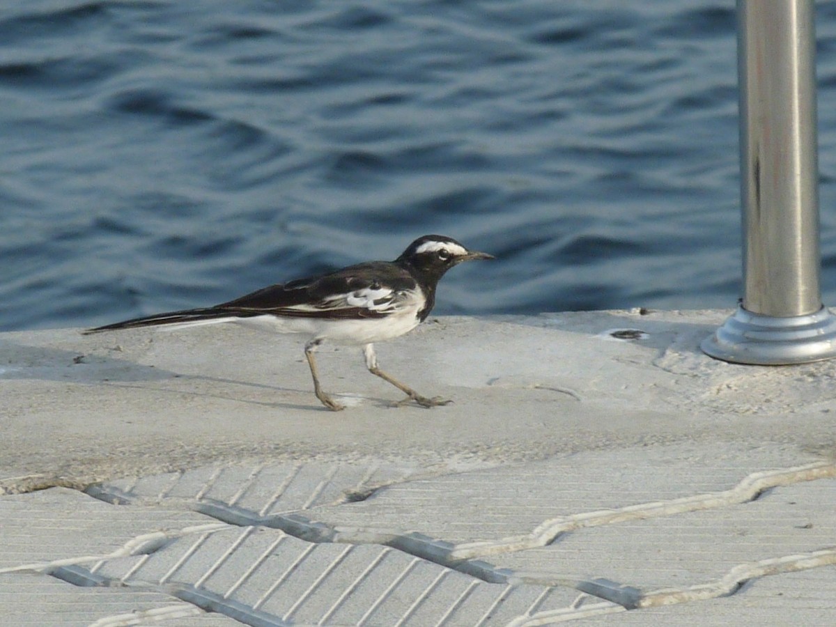 White-browed Wagtail - ML642901463