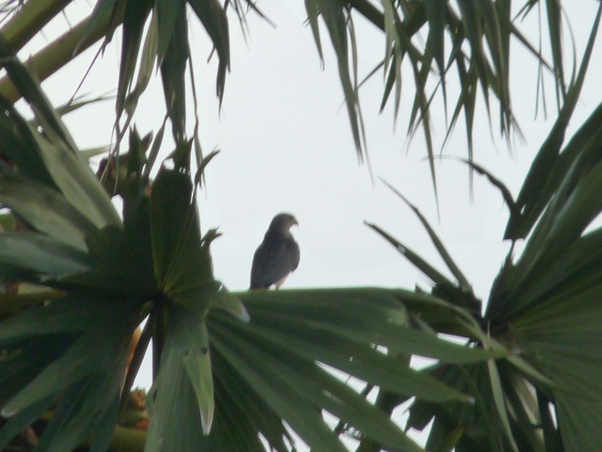 Shikra - ML642901466