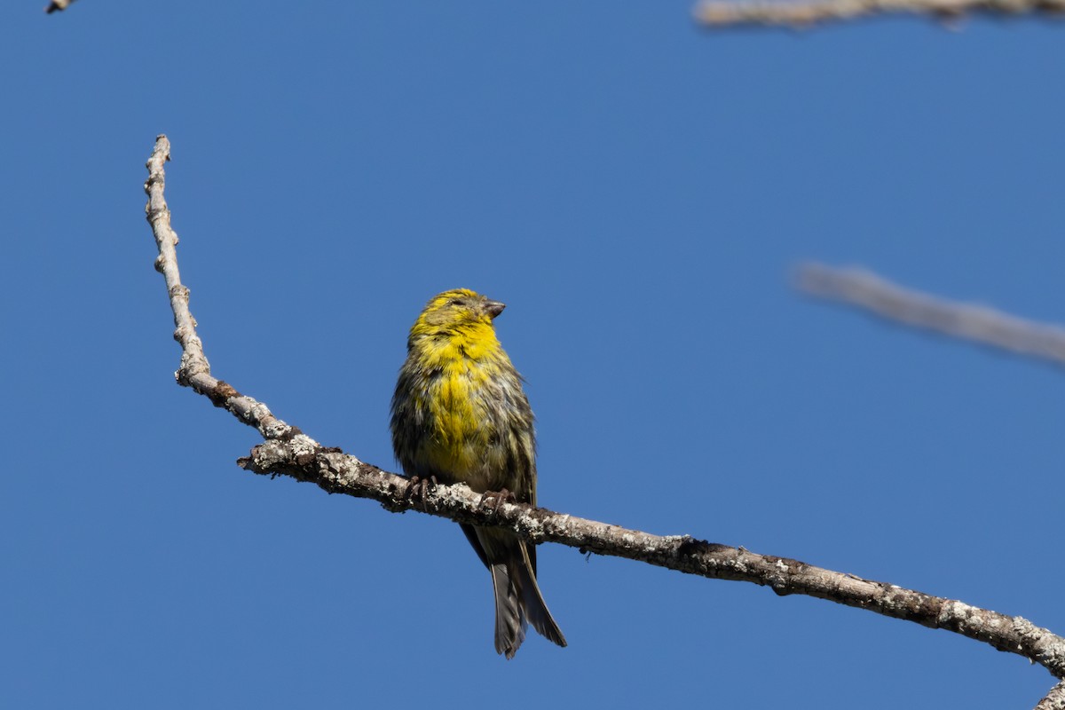 European Serin - ML642901475