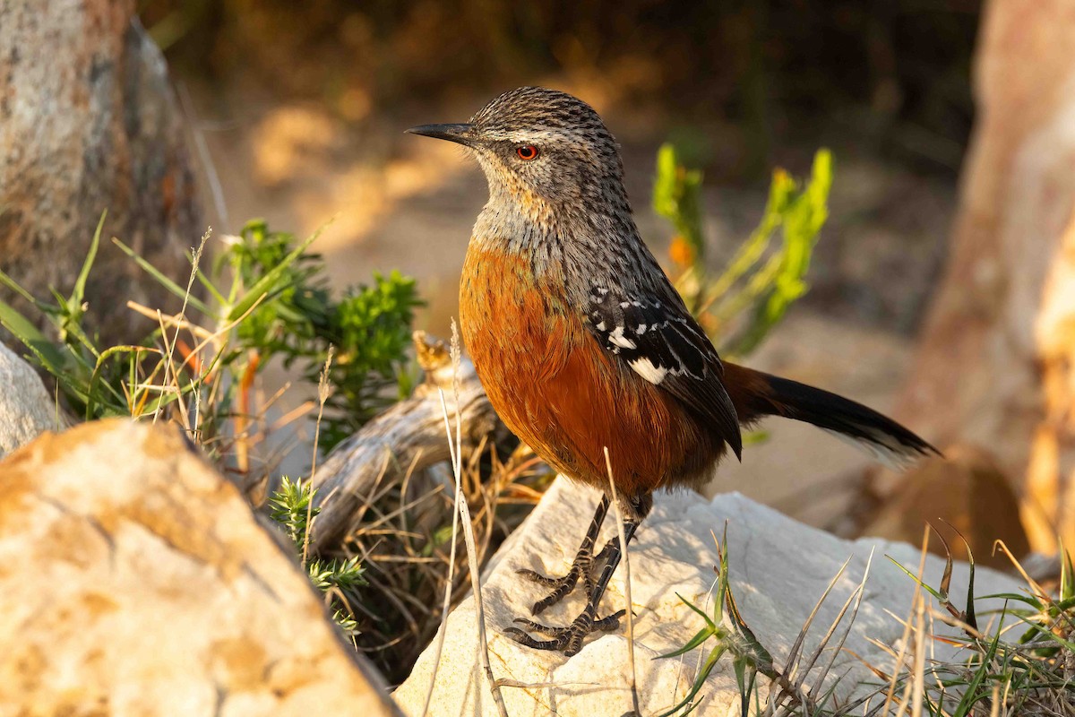 Cape Rockjumper - ML642901479