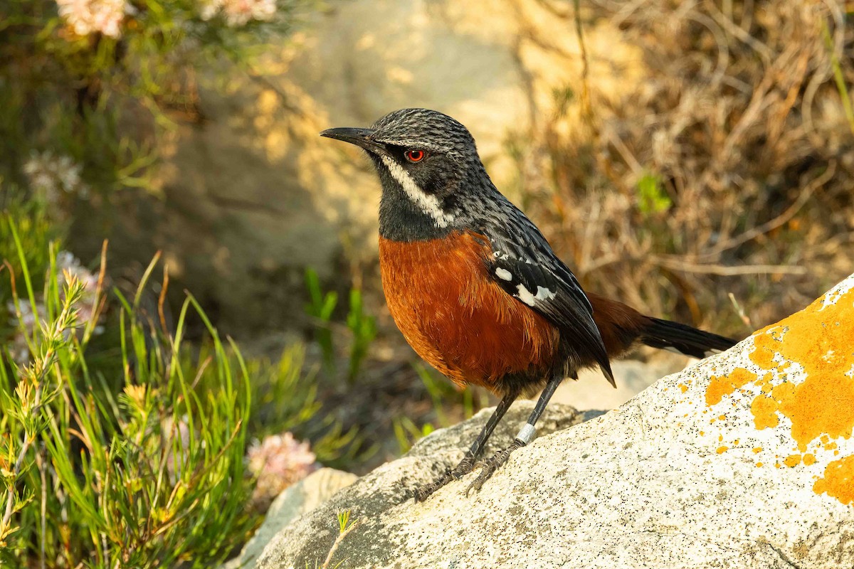 Cape Rockjumper - ML642901483
