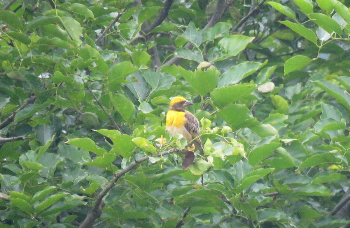 Baya Weaver - ML642901494