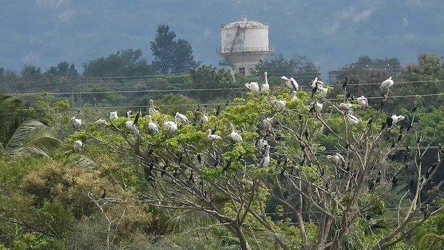 Spot-billed Pelican - ML642901496