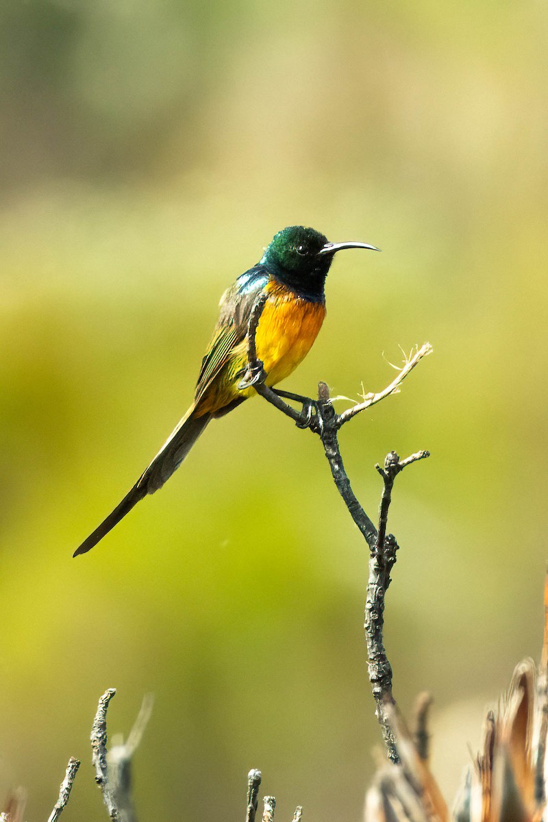 Orange-breasted Sunbird - ML642901498