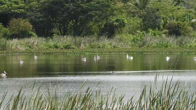 Spot-billed Pelican - ML642901499