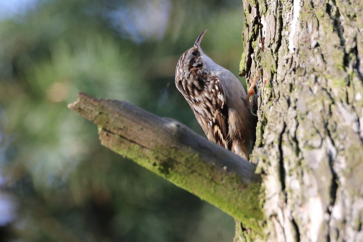 Short-toed Treecreeper - ML642901502