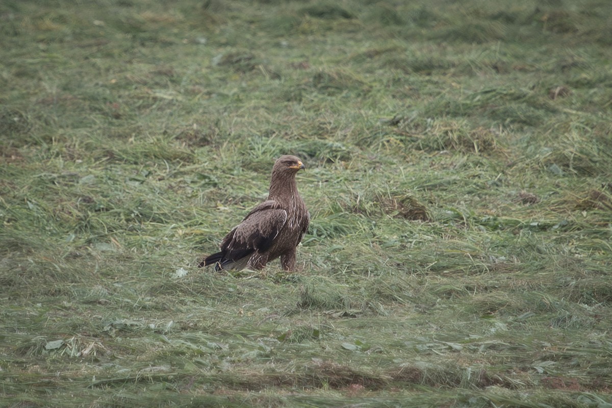 Lesser Spotted Eagle - ML642901514