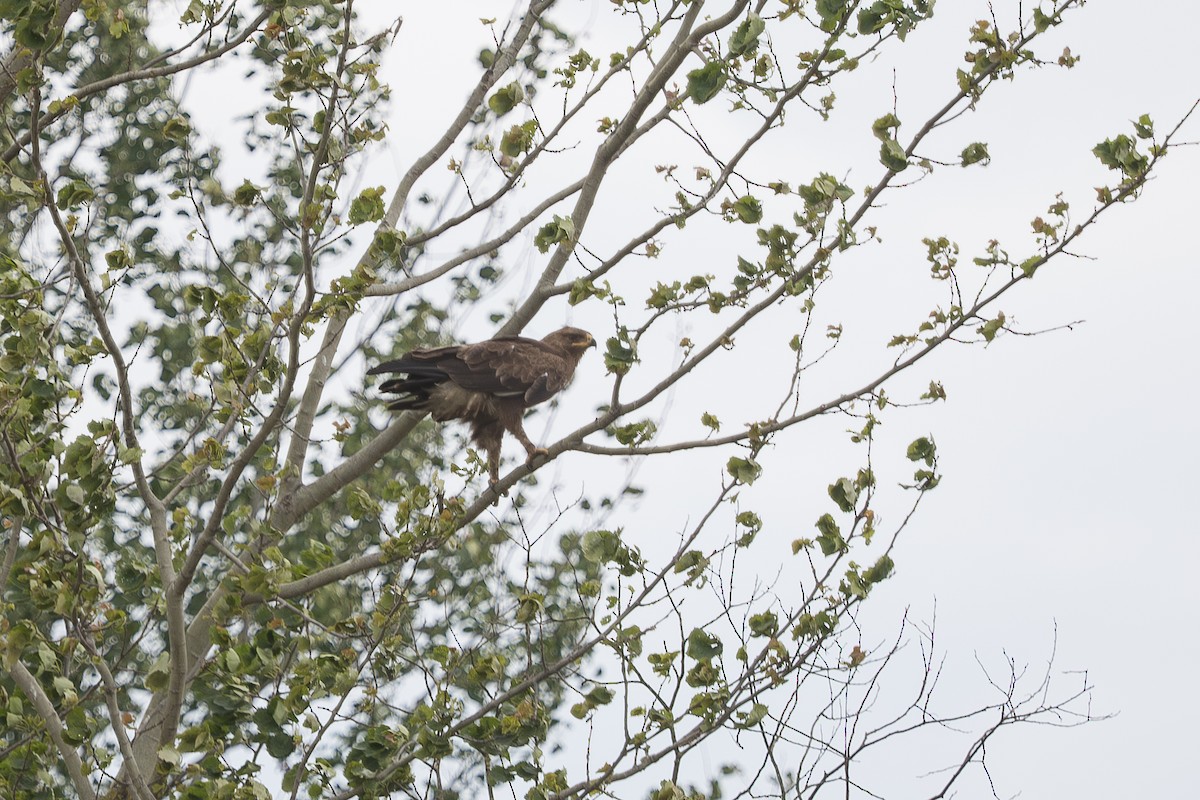 Lesser Spotted Eagle - ML642901515