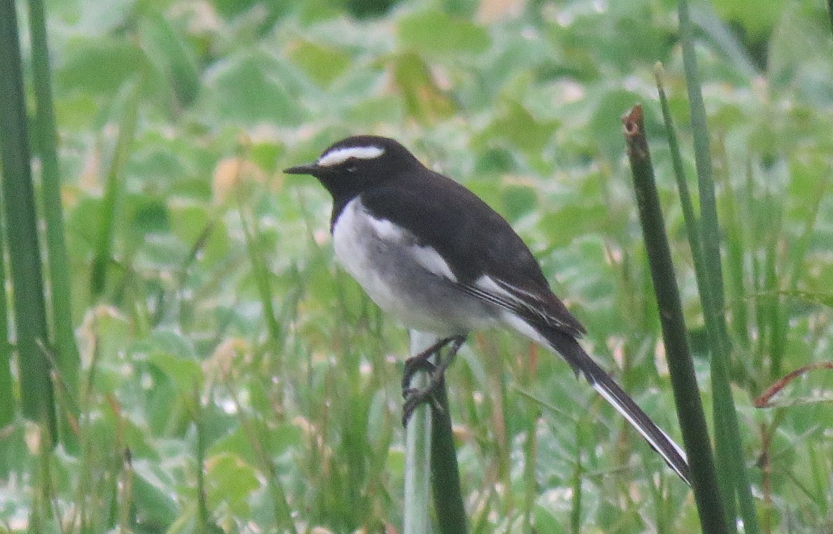 White-browed Wagtail - ML642901516