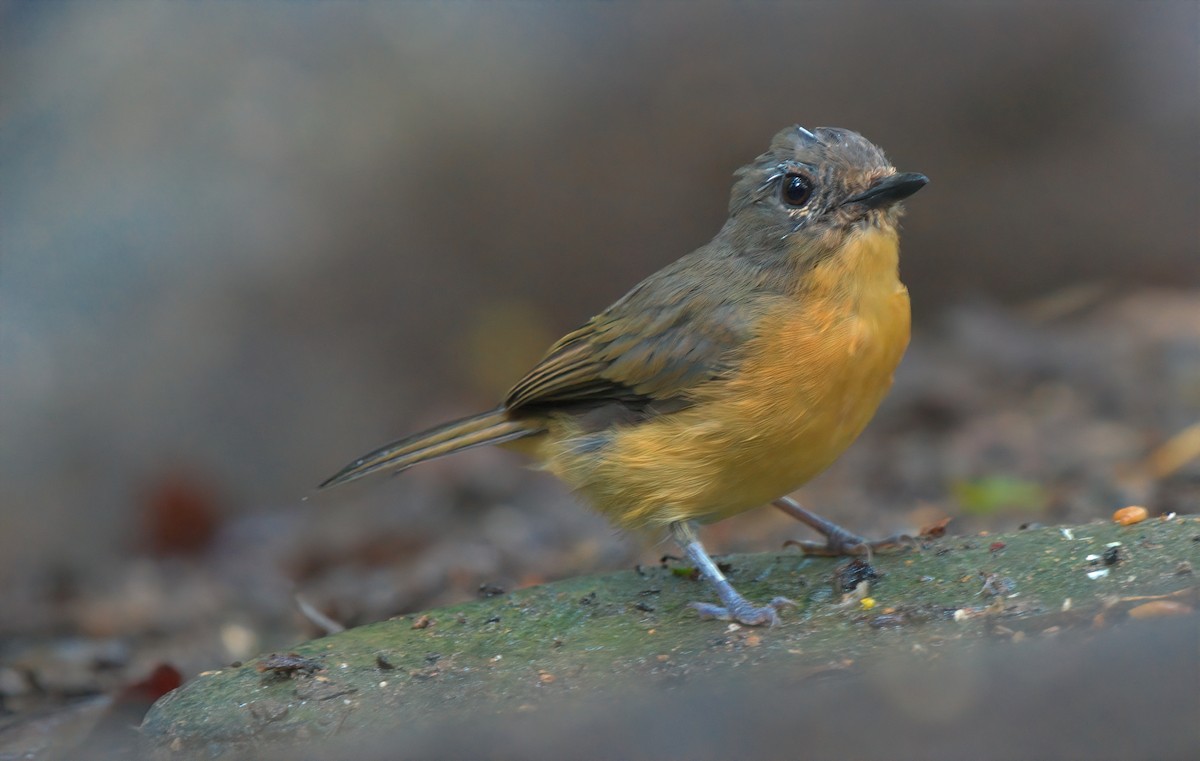 Dayak Blue Flycatcher - ML642901518