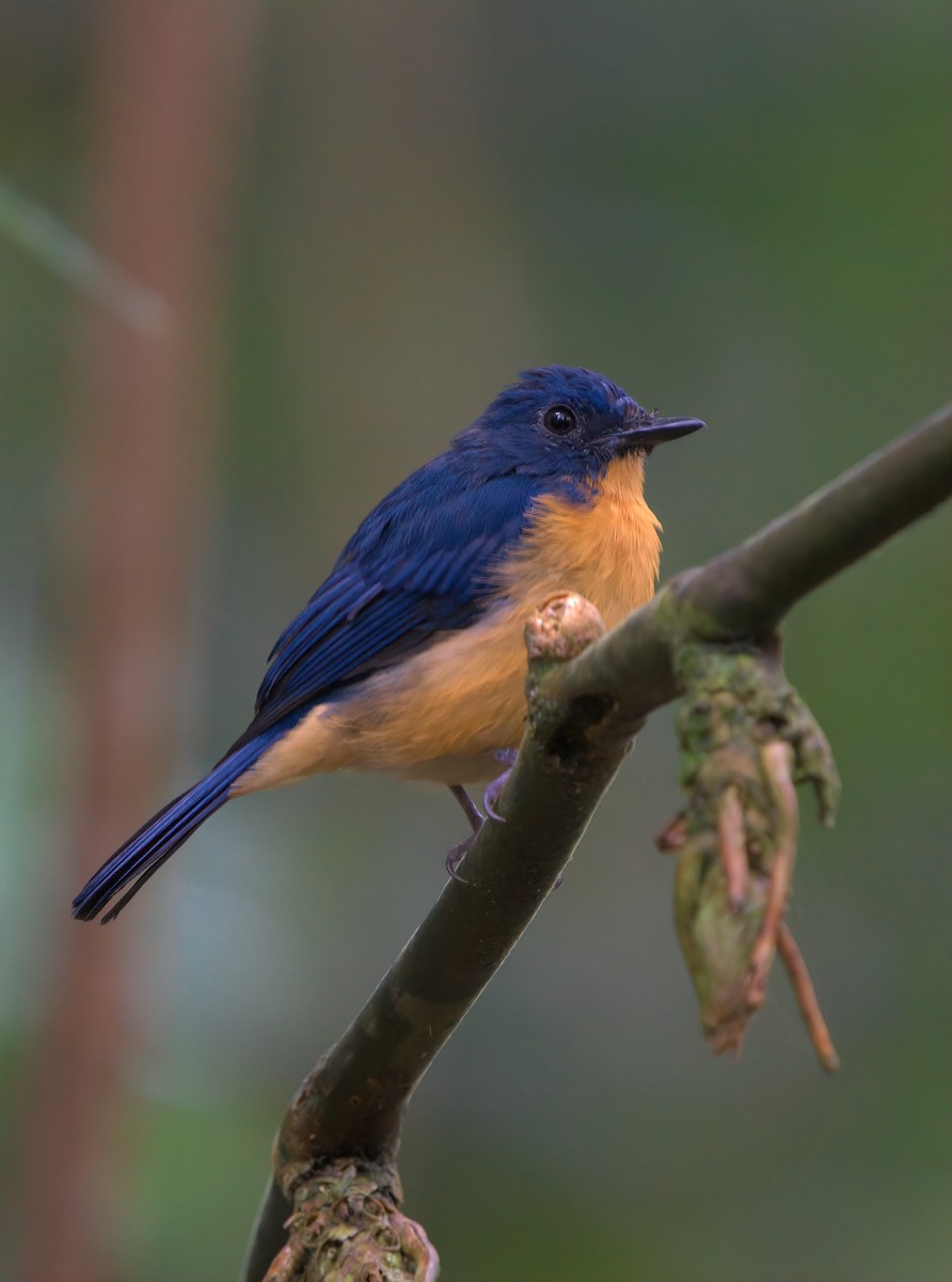 Dayak Blue Flycatcher - ML642901519