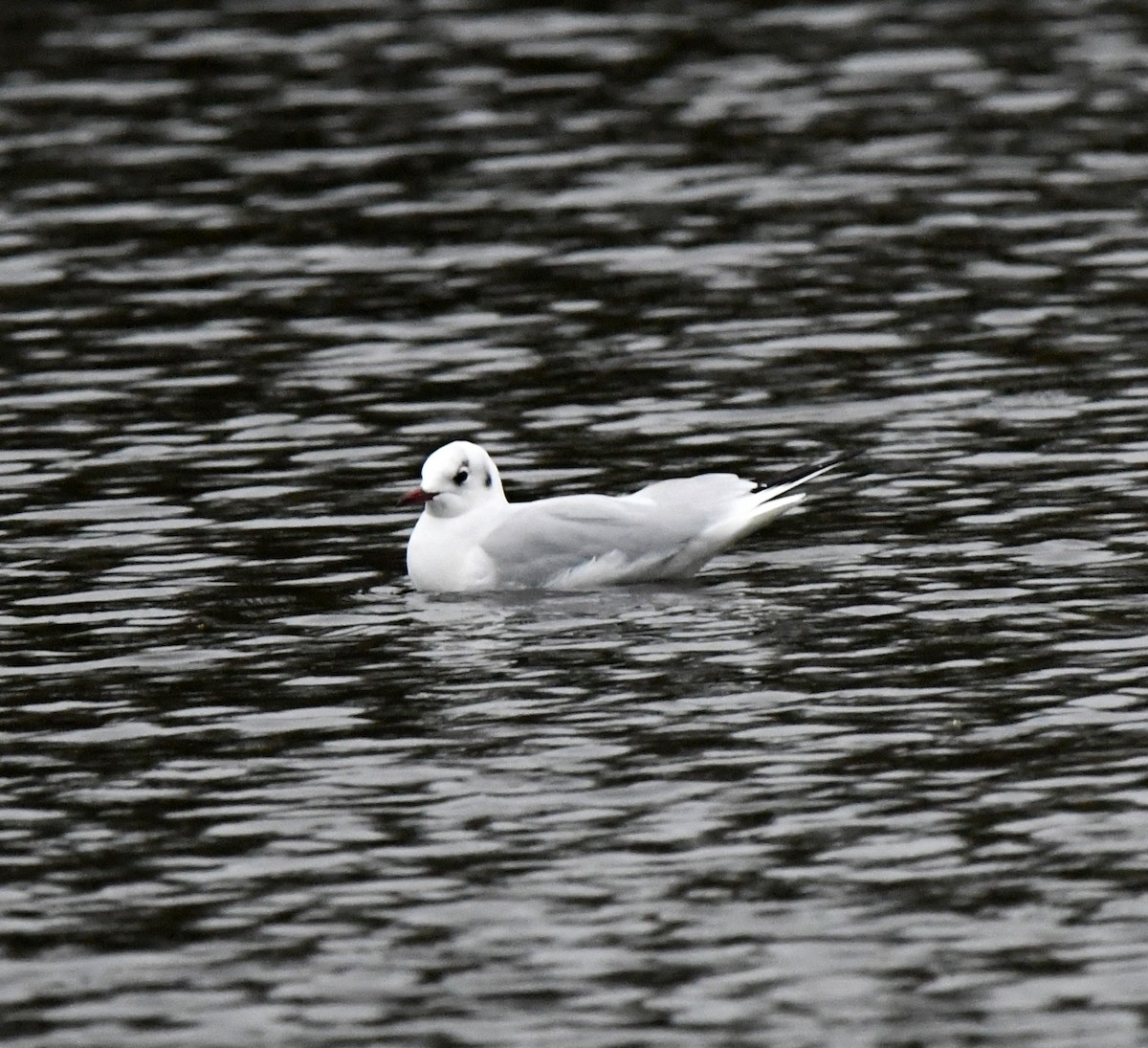 Mouette rieuse - ML642901520