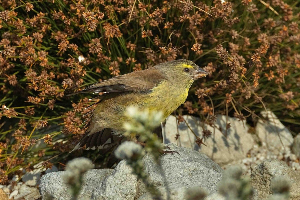 Cape Siskin - ML642901523