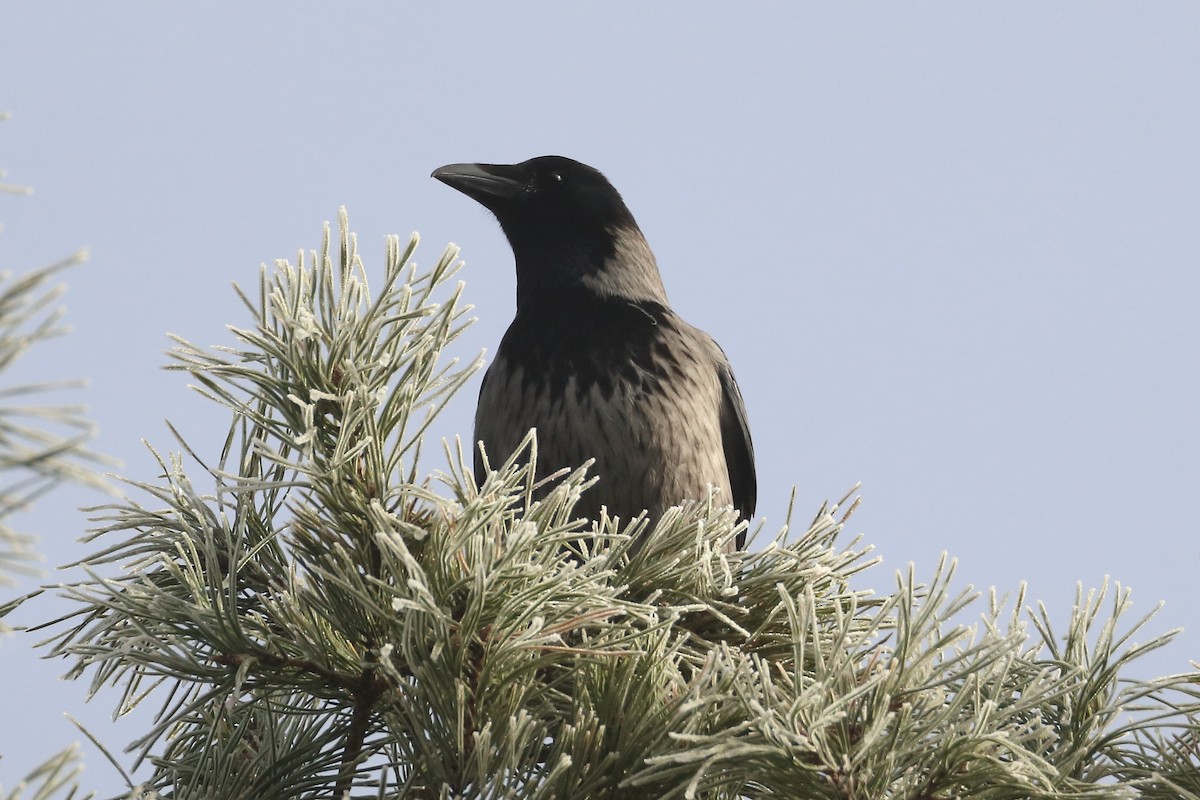 Carrion x Hooded Crow (hybrid) - ML642901539