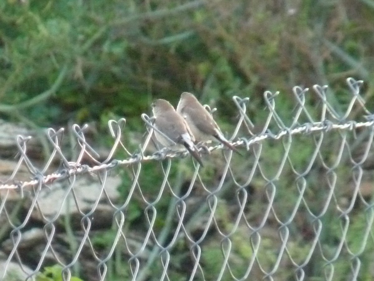 Indian Silverbill - ML642901541