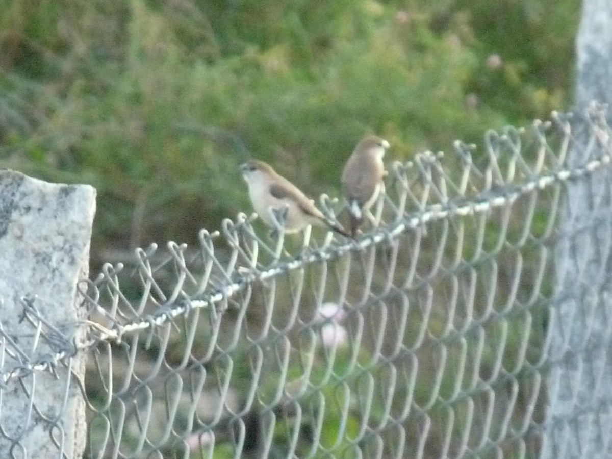 Indian Silverbill - ML642901542