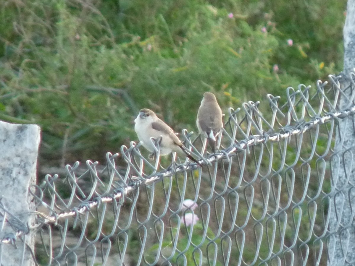 Indian Silverbill - ML642901543