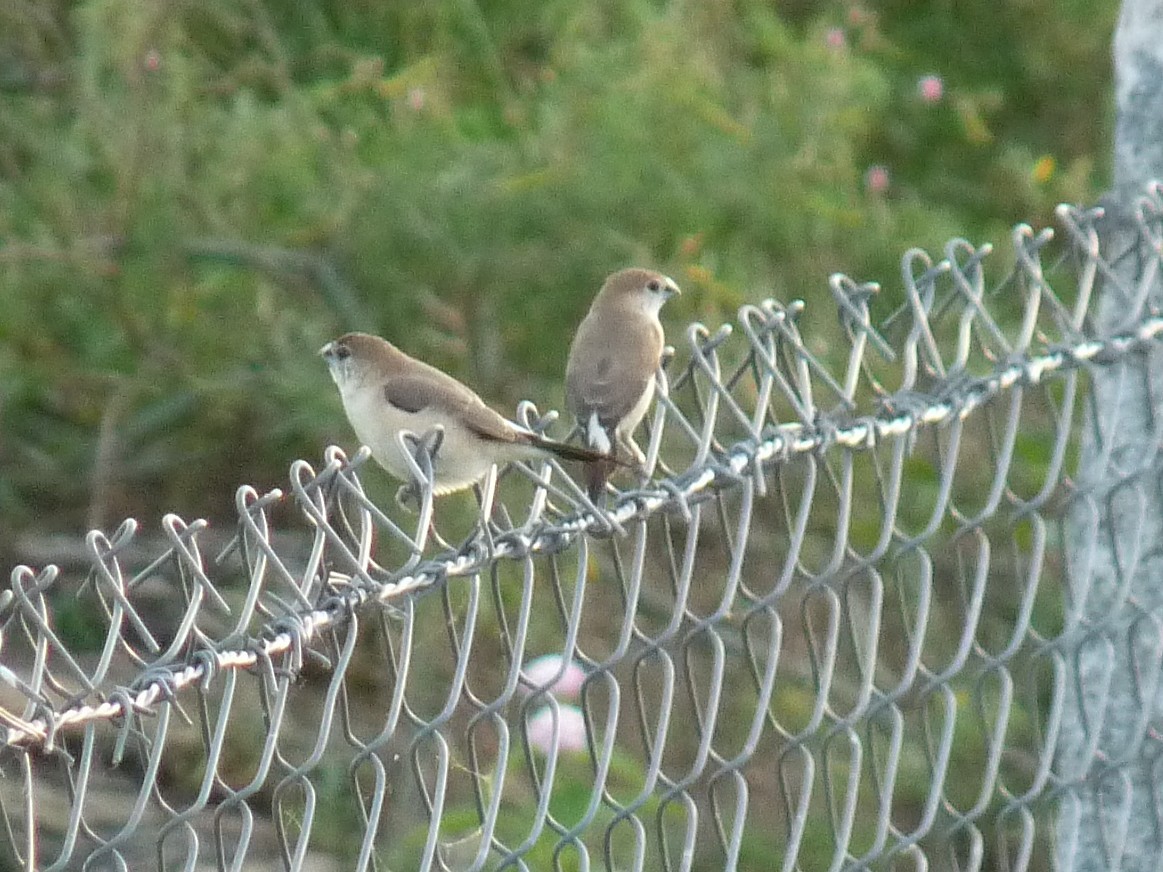 Indian Silverbill - ML642901544