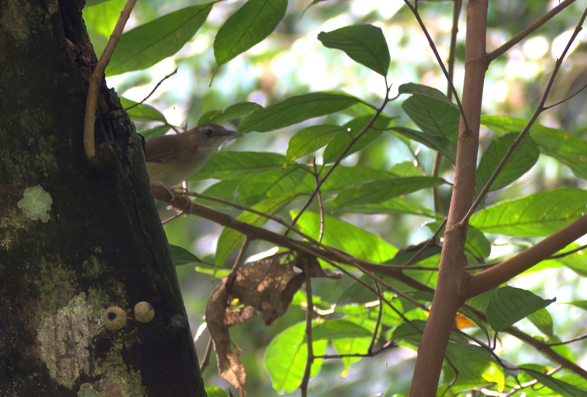 Abbott's Babbler - ML642901600
