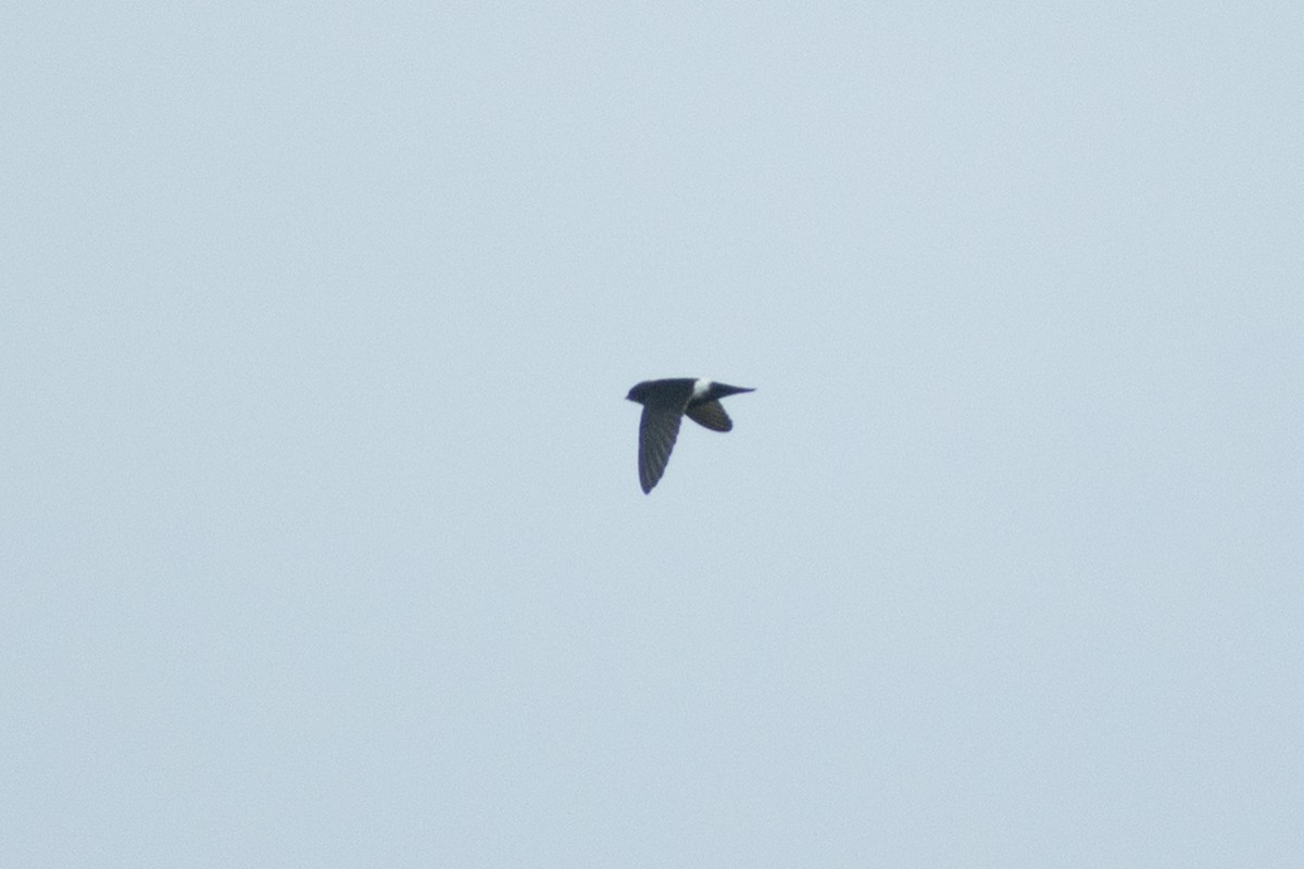 Little Swift - ML642901601