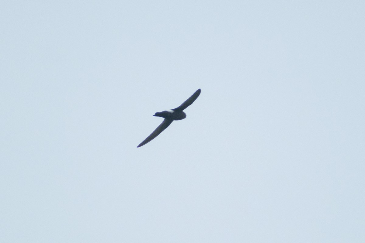 Little Swift - ML642901602