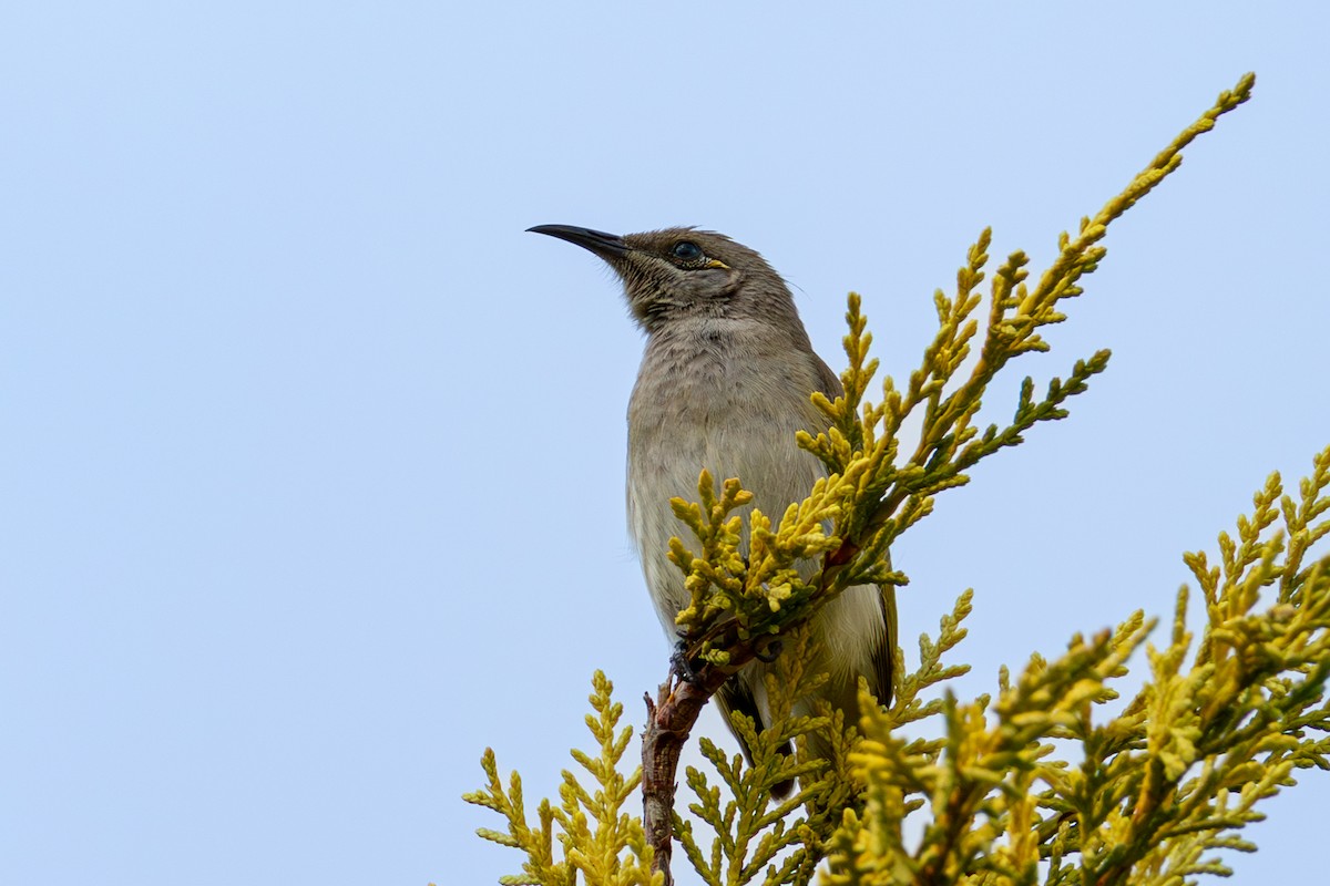 Brown Honeyeater - ML642901614