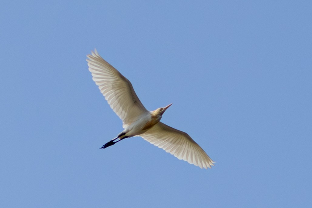 Eastern Cattle-Egret - ML642901617
