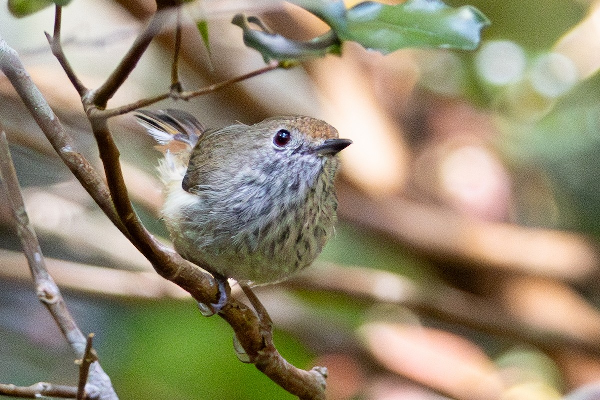Brown Thornbill - ML642901619