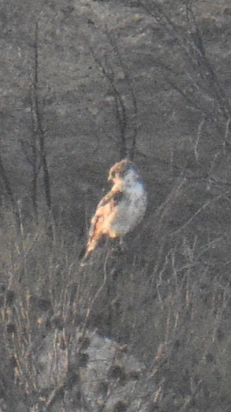 Short-toed Snake-Eagle - ML642901620