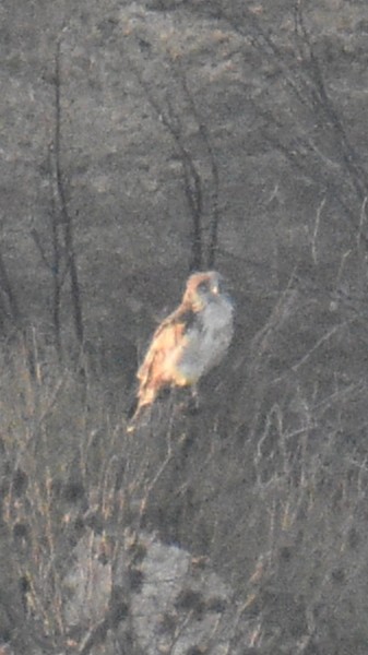 Short-toed Snake-Eagle - ML642901621