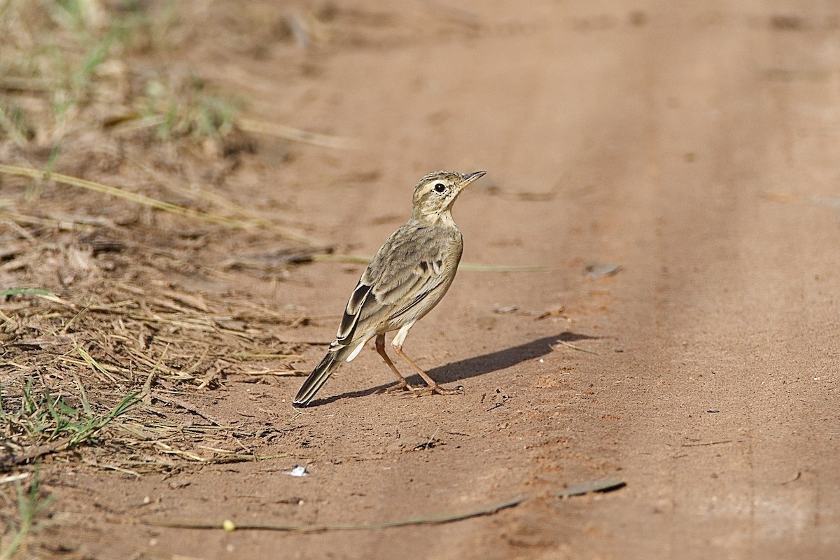 Paddyfield Pipit - ML642901622