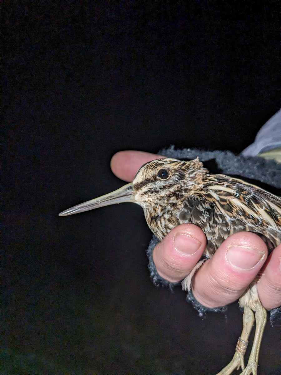 Jack Snipe - ML642901623