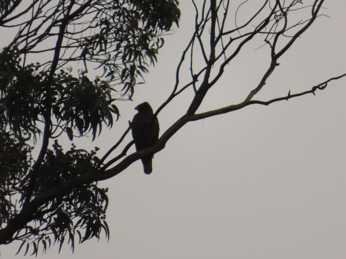 Wahlberg's Eagle - ML642901625