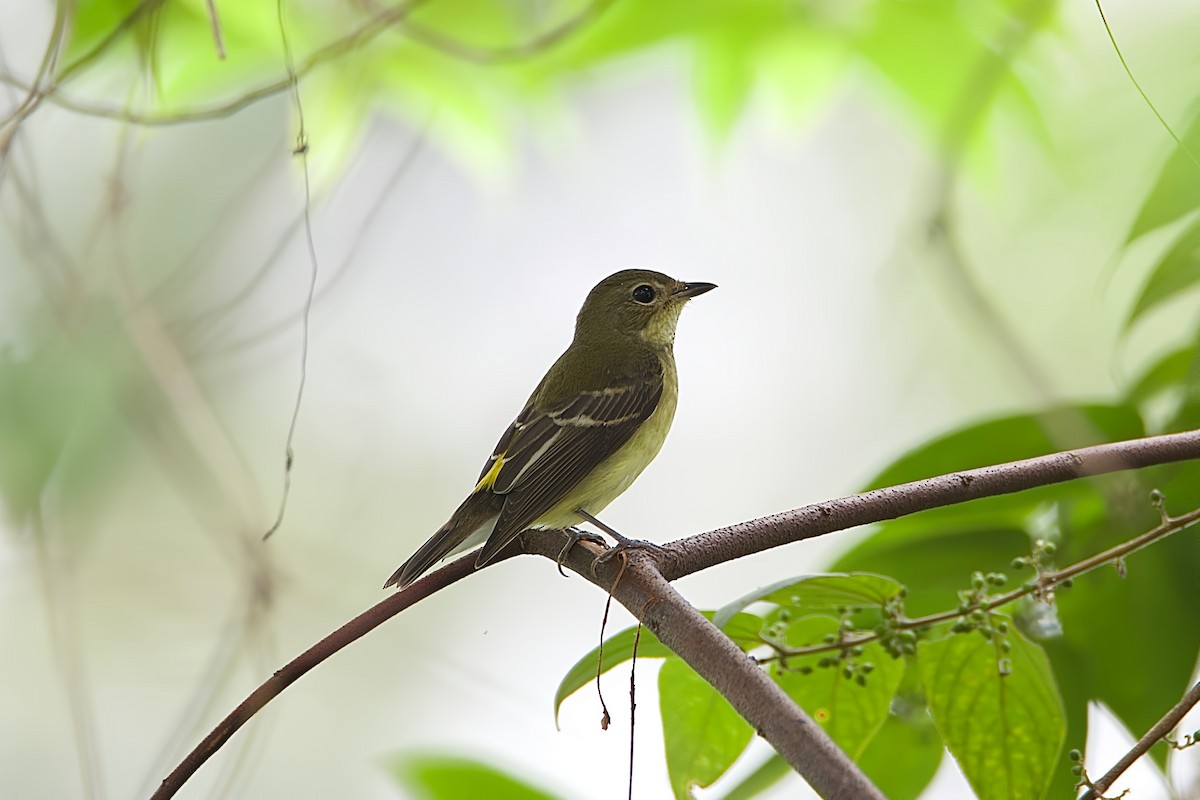 Yellow-rumped Flycatcher - ML642901626