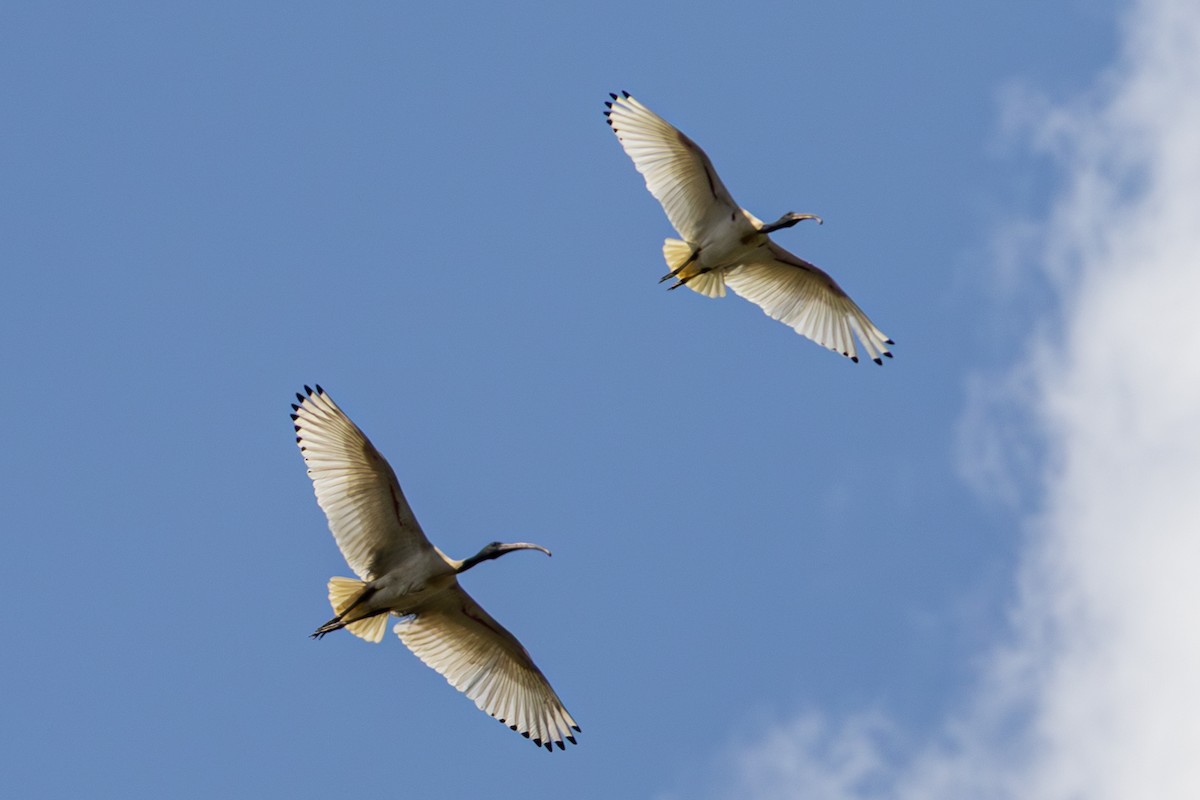 Australian Ibis - ML642901627