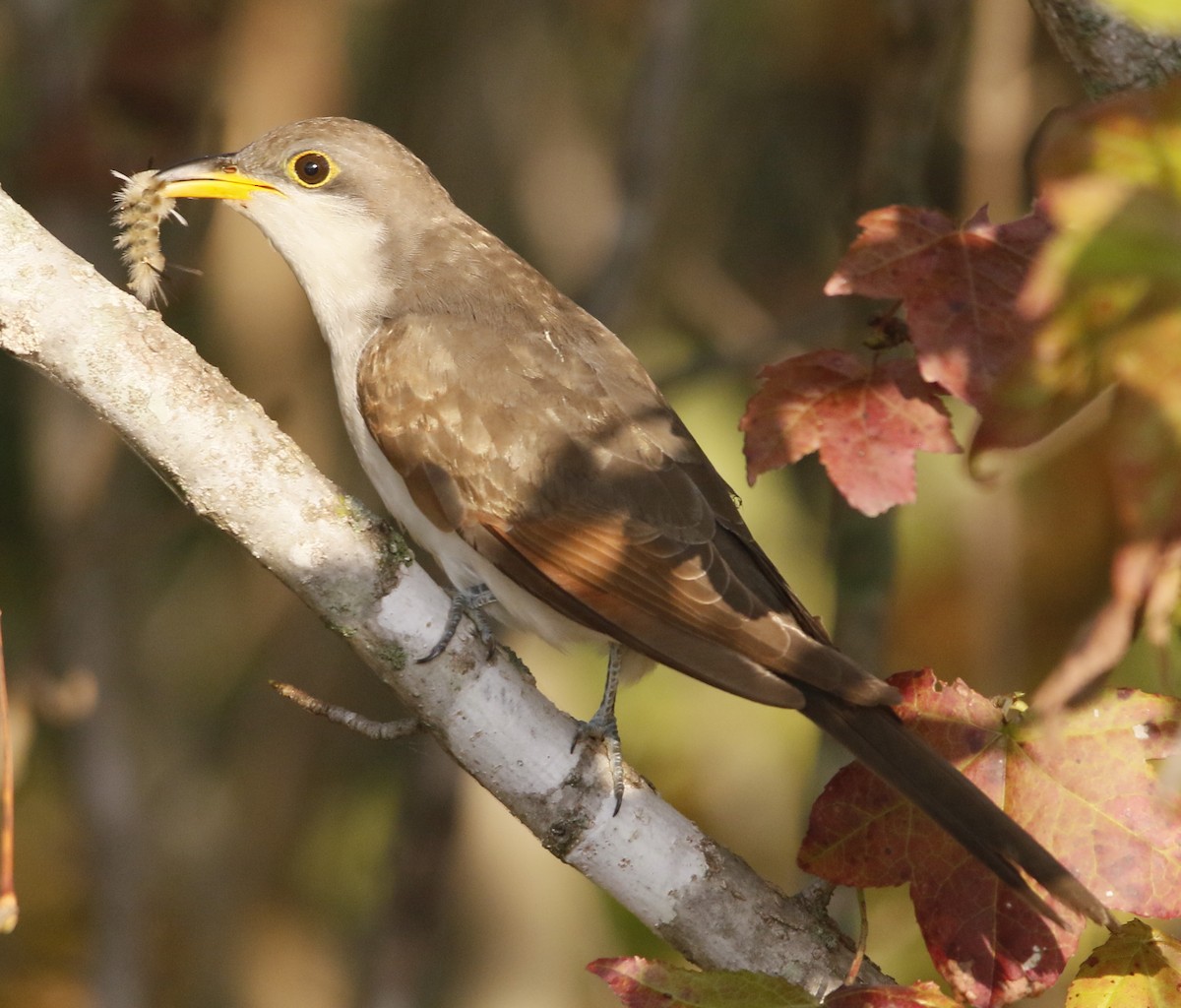 Yellow-billed Cuckoo - ML642901628