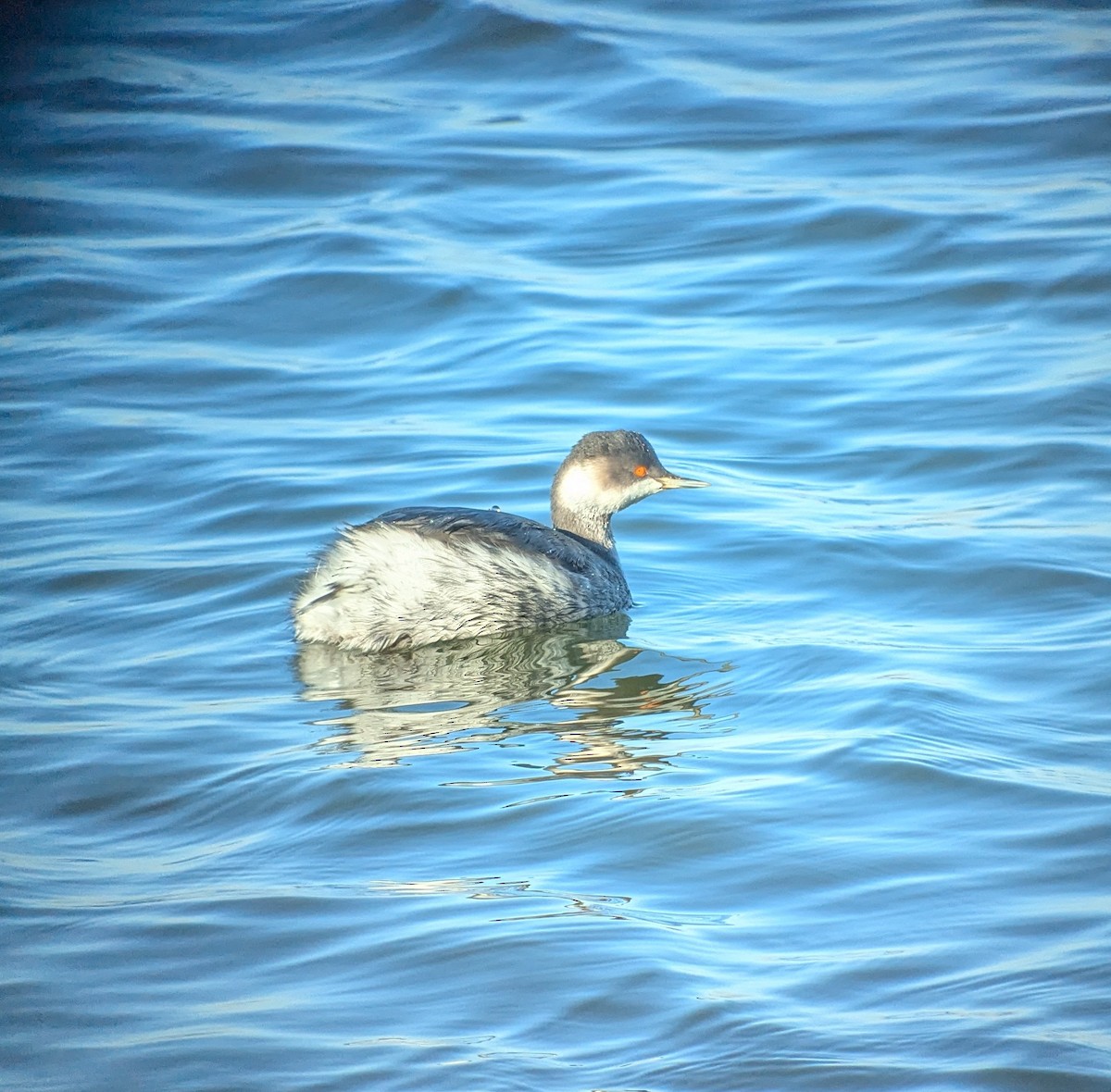 Eared Grebe - ML642901629