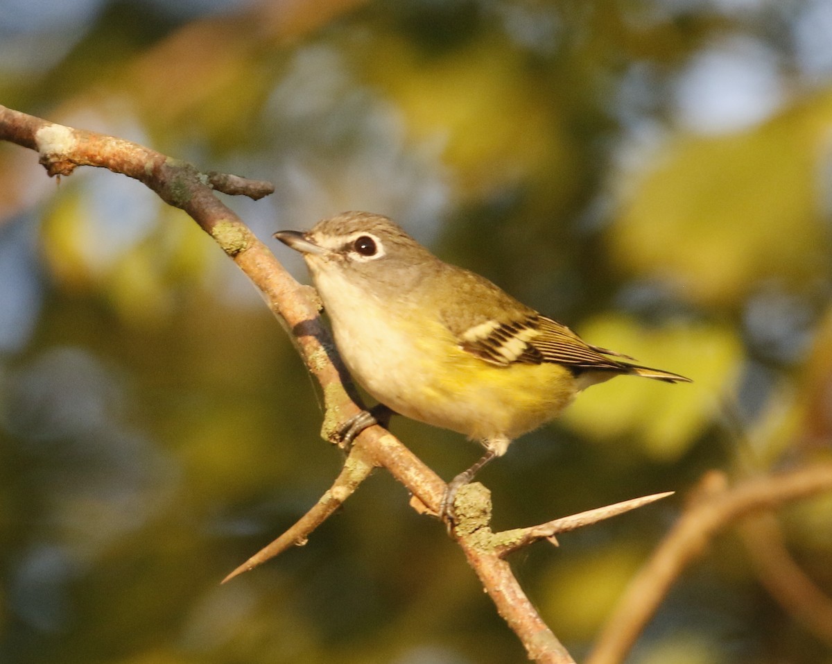 Blue-headed Vireo - ML642901633