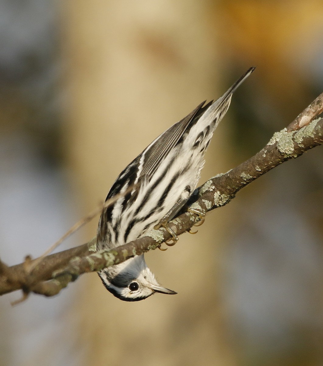 Black-and-white Warbler - ML642901634