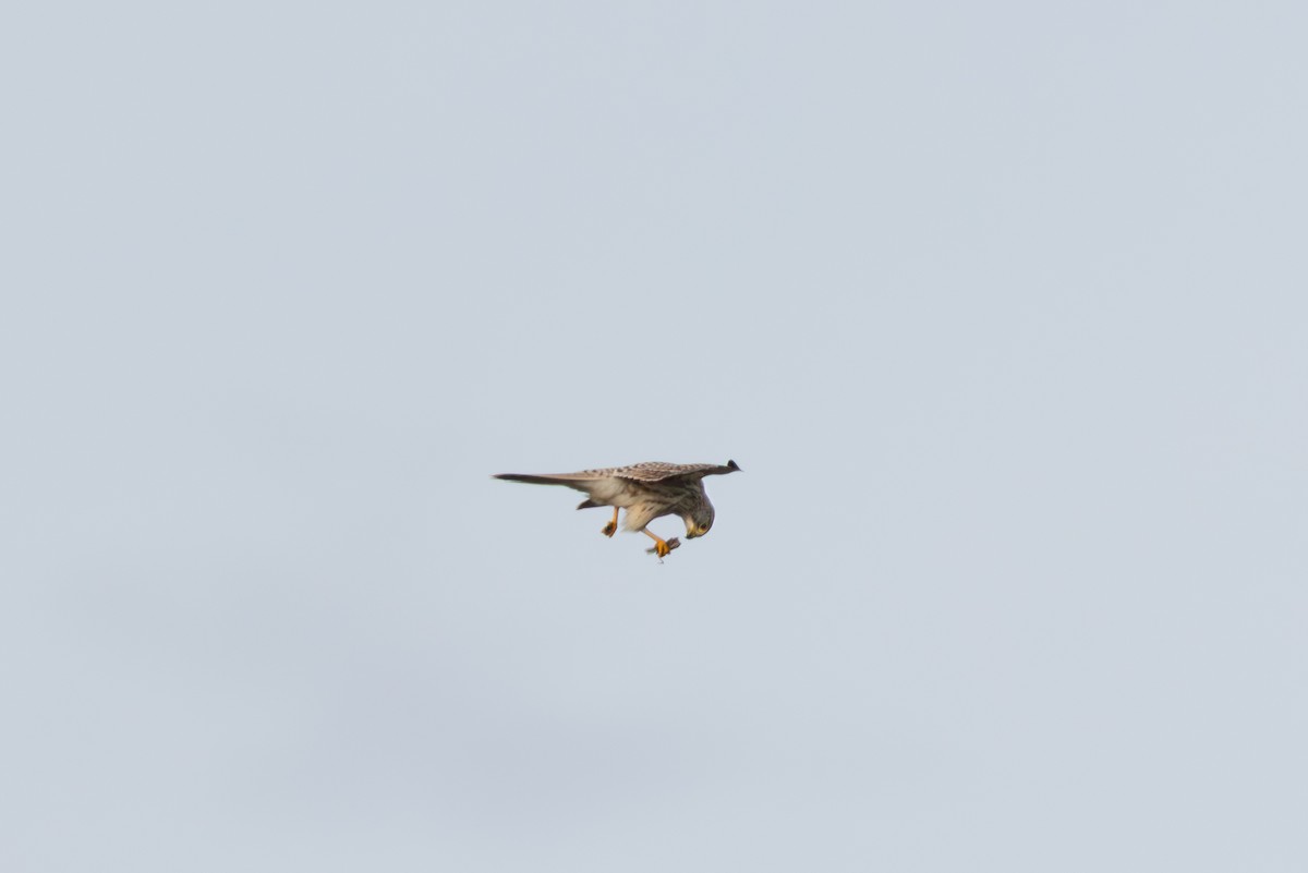 Eurasian Kestrel - ML642901638